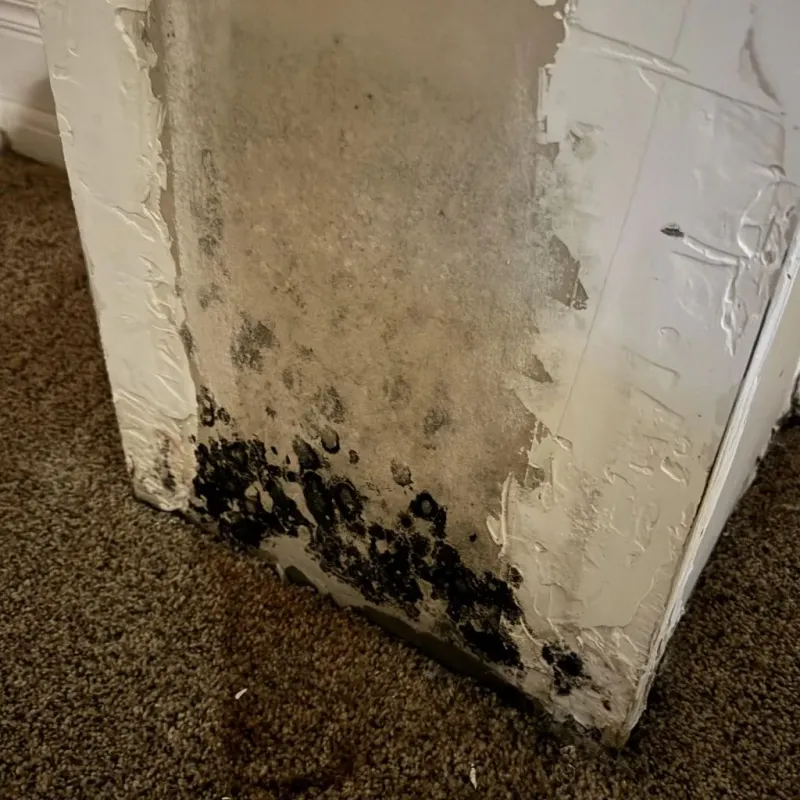 Professional Mold Removal in Sparta, MO
